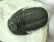 Podoliproetus Proetid Moroccan Trilobite