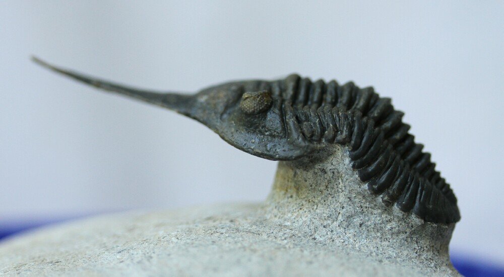 New Moroccan Museum Trilobite