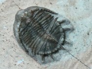 Basseiarges Trilobite