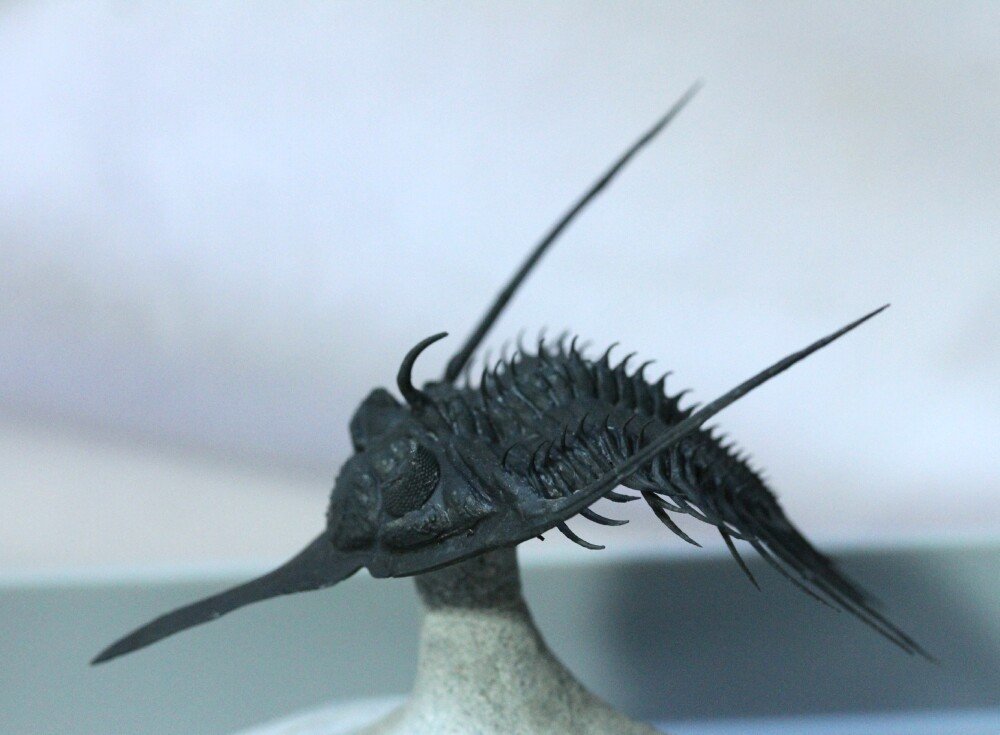 Psychopyge elegans