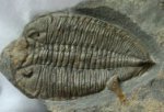 Dalmanitina proeva Trilobite