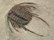 Selenopeltis Long-Spined Trilobite 