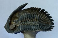 Trilobite from Morocco