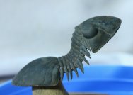 Paralejurus hamlagdadicus Moroccan Trilobite