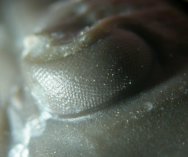 Trilobite right eye