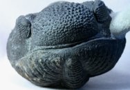 Drotops megalomanicus Trilobite