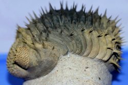 Drotops armatus forma armata