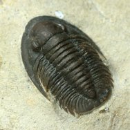 Cornuproetus Trilobite 