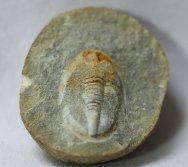 Asaphellus zagoraensis Morocco Trilobite