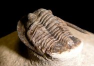 Cornuproetus Moroccan Trilobite