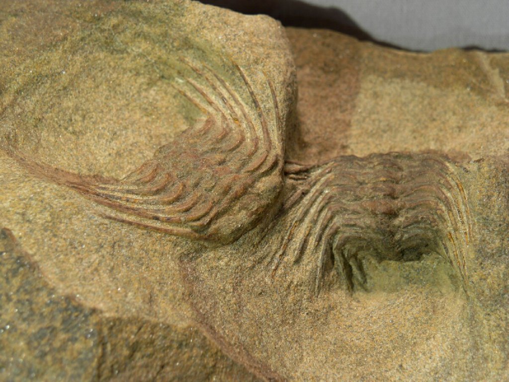 Selenopeltis Trilobites