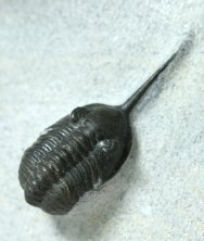 Calmoniid Museum Trilobite