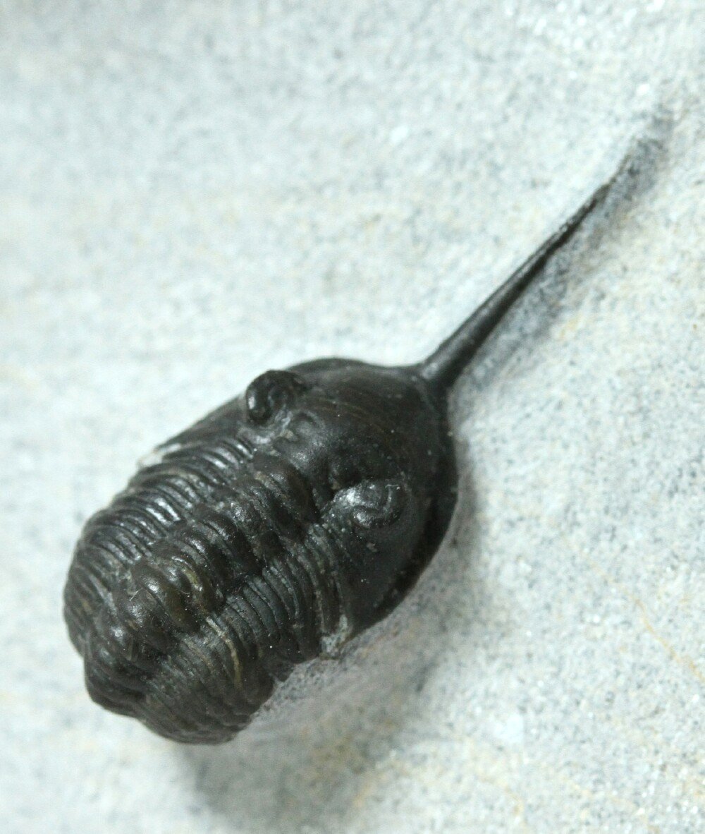 Museum Calmoniid Trilobite