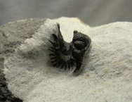 Lobopyge Trilobite from Morocco