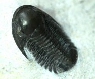 UNDESCRIBED Proetid Moroccan Trilobite