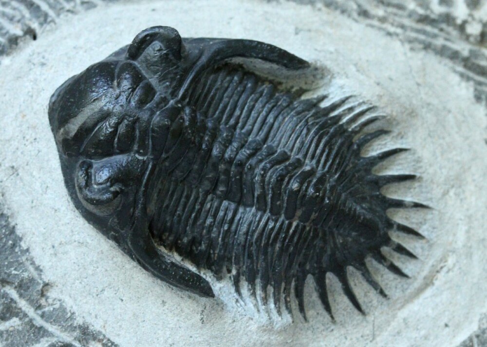 Kayserops 