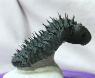Drotops armatus forma armata Trilobite