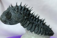 Drotops armatus Trilobite