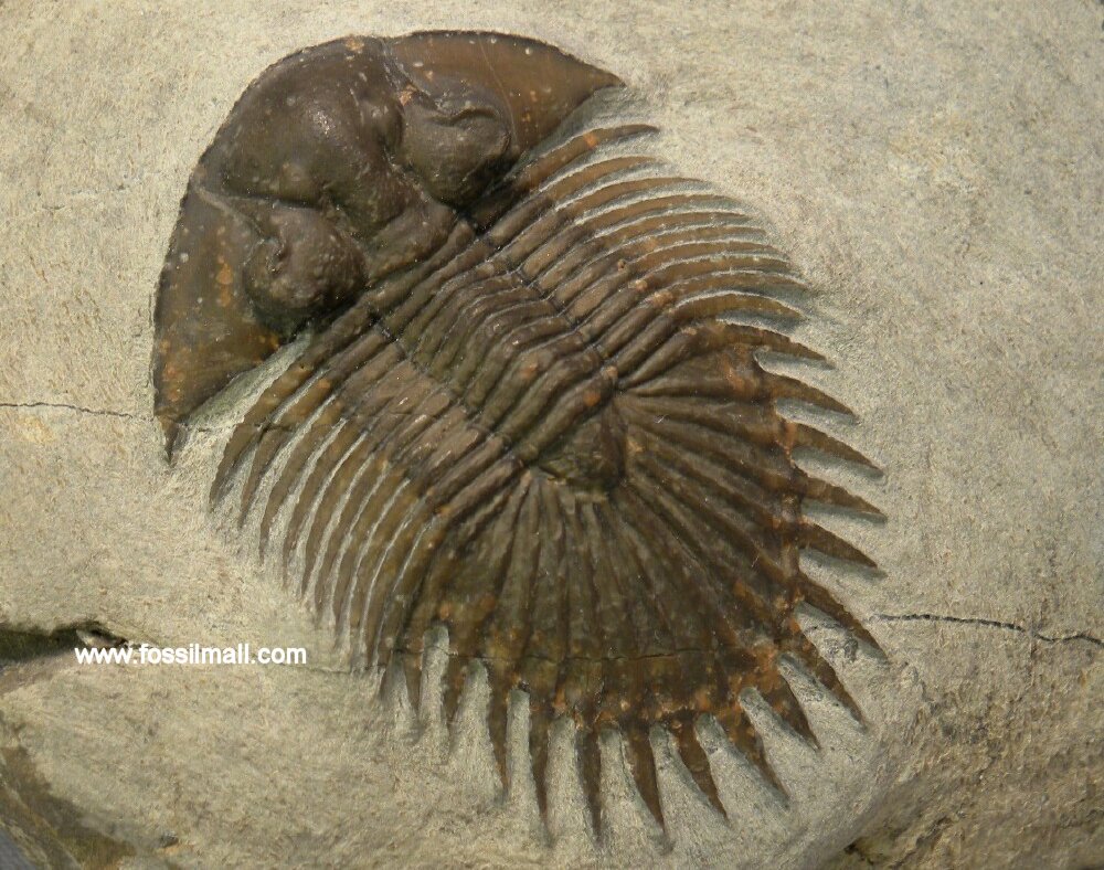 Thysanopeltis Moroccan Trilobite