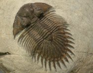 Thysanopeltis Trilobite Type C