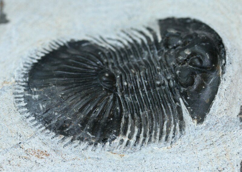 Thysanopeltis speciosa Trilobite