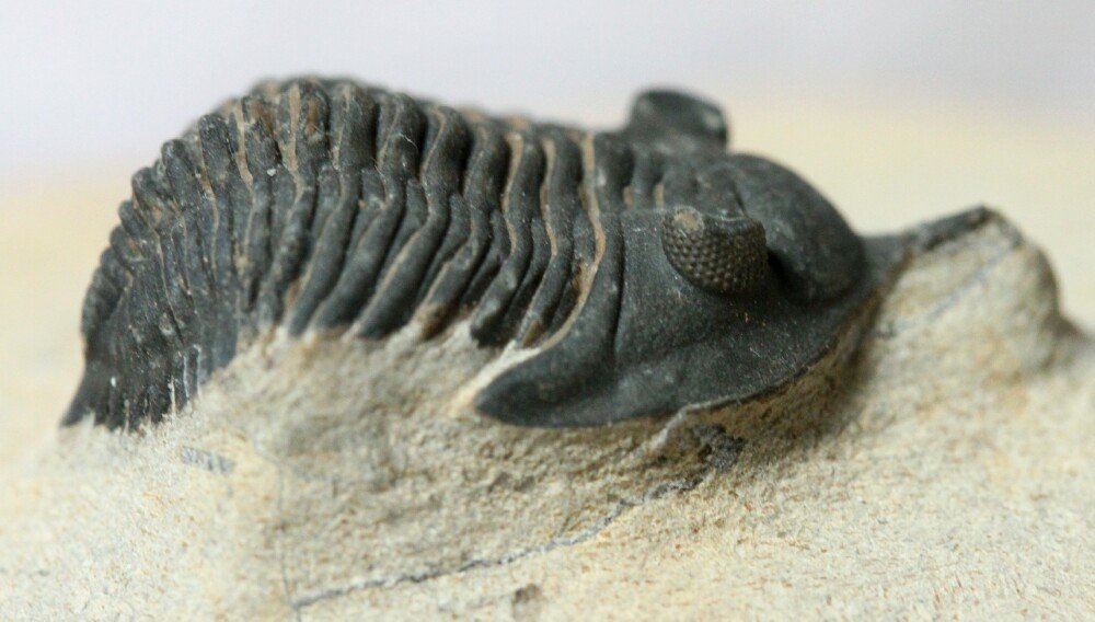 Pseudocryphaeus minimus Moroccan Trilobite