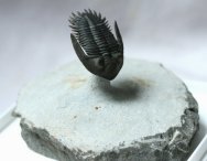 Mrakibina cattoi Trilobite from Morocco