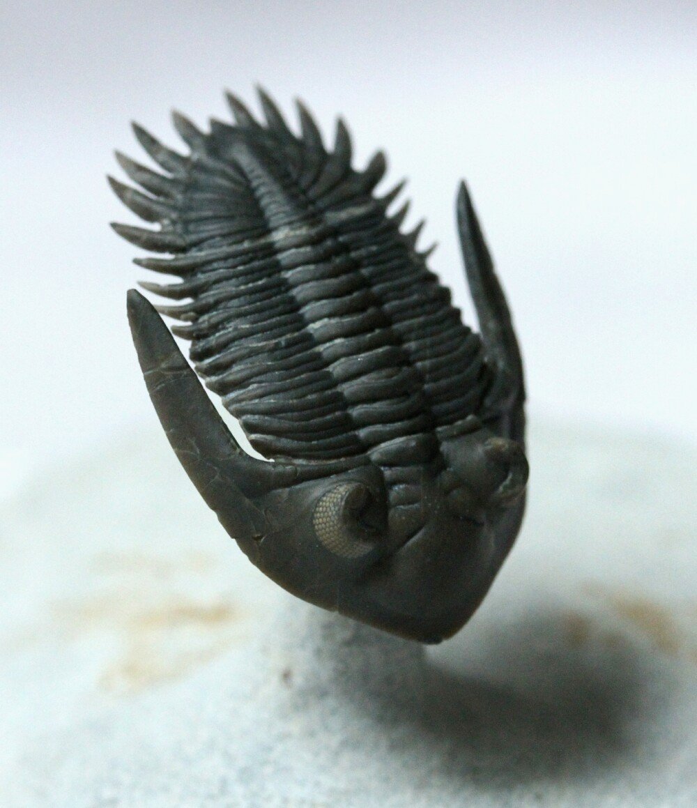 Mrakibina cattoi Trilobite