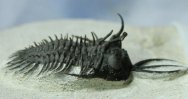 Walliserops hammi