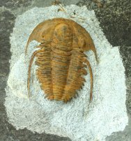 Hamatolenus Trilobite