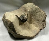 Leonaspis Moroccan Trilobite