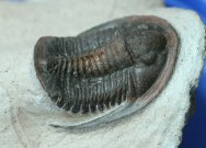 RARE Piriproetus Trilobite 