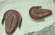 Harpides Trilobite