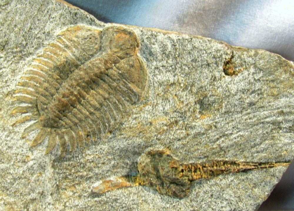 Cystoid and Rare Pateraspis Trilobite