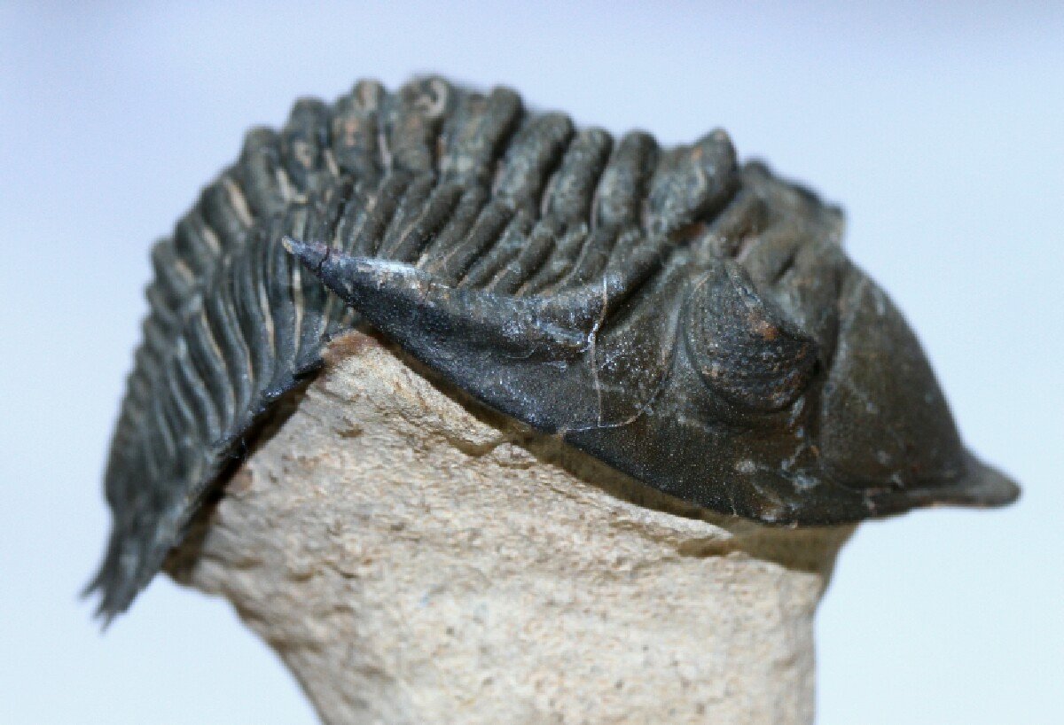 Dramatic  Metacanthina Moroccan Trilobite In Flight Pose