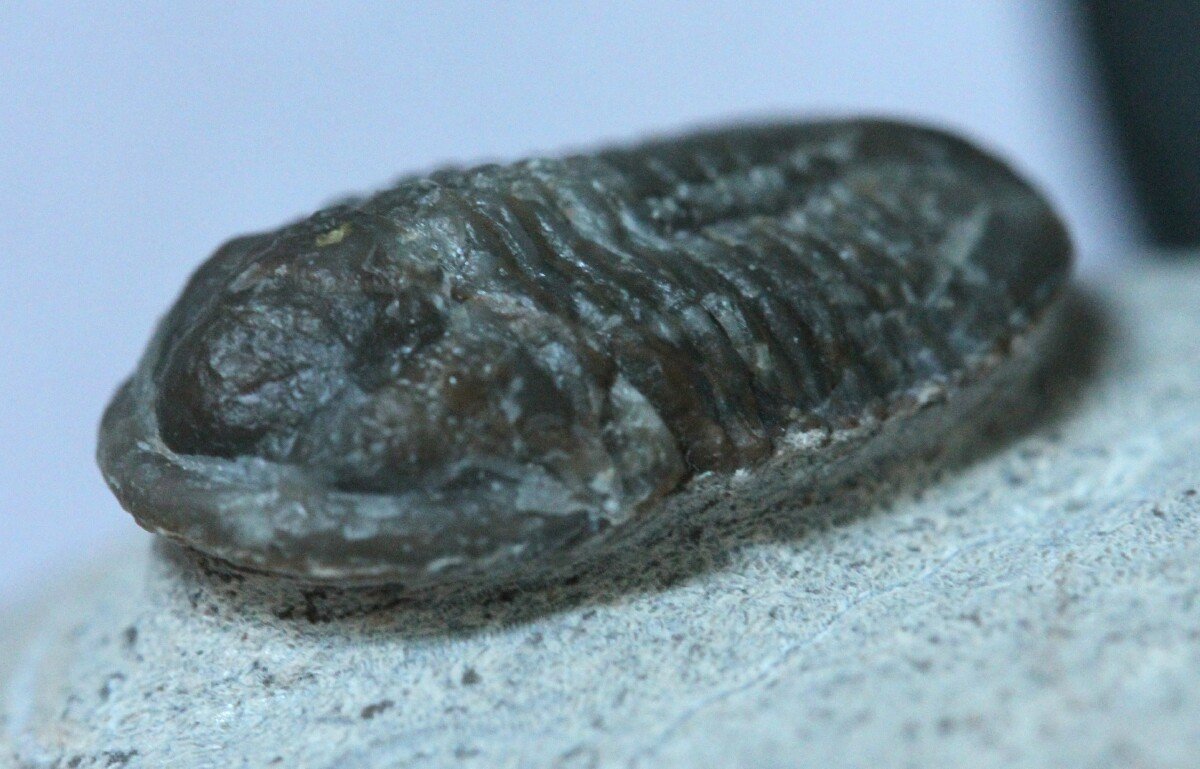 Blind Gerastos Trilobite