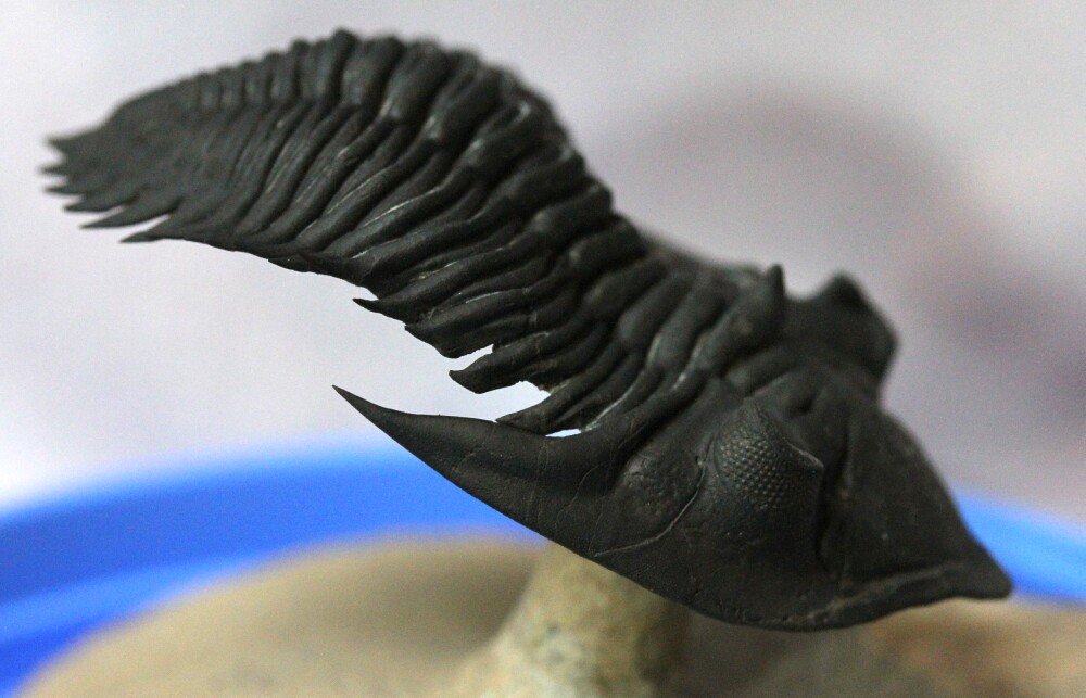 Metacanthina Trilobite