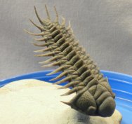 Crotalocephalus Museum Trilobite