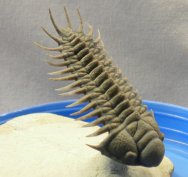 Crotalocephalus Devonian Trilobite