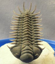 Crotalocephalus Trilobite