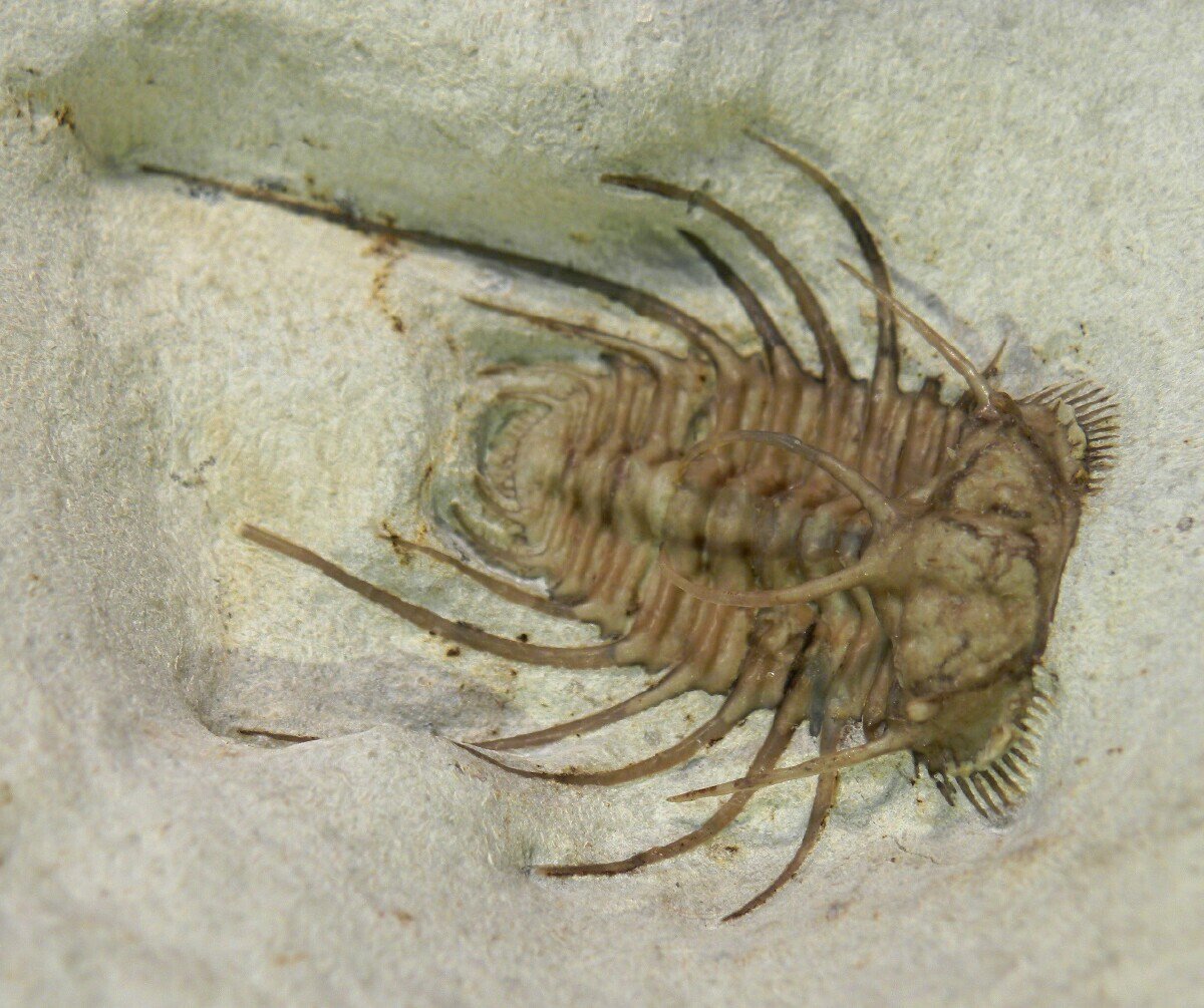 Oklahoma Ceratonurus Trilobites