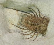 Black Cat Mountain Ceratonurus Trilobite