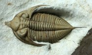 Huntoniatonia lingulifer Oklahoma Trilobite