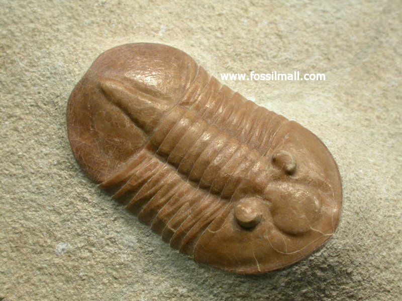 Ptychopyge truncatus Russian Trilobite