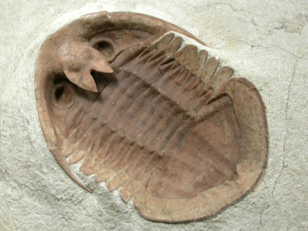 Asaphus platyurus Trilobite