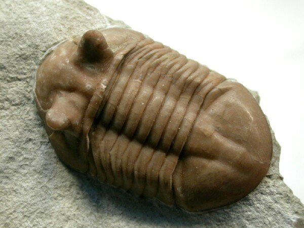 Asaphus kotlukovi Russian Trilobite