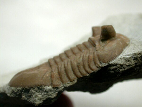 Asaphus kotlukovi Medium-Eyestalked Russian Trilobite