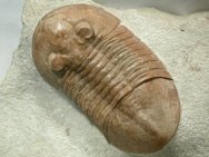 Russian Trilobite Pseudoasaphinus tecticaudatus