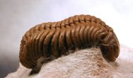 Pliomera fisheri Russian trilobite