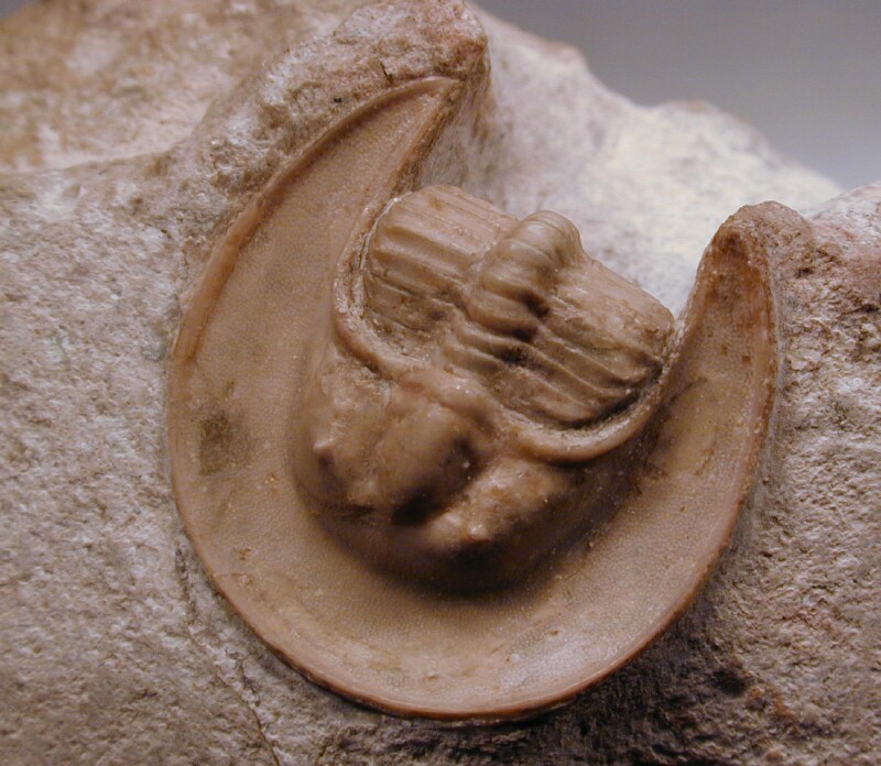 Rare Harpides plautini Russian trilobite